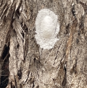 Eurybrachidae (family) at Forde, ACT - 27 Jan 2023