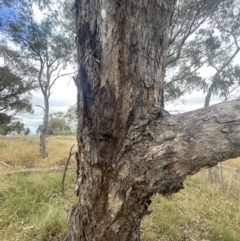 Eurybrachidae (family) at Forde, ACT - 27 Jan 2023