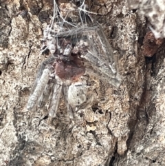 Sparassidae (family) (A Huntsman Spider) at Mulligans Flat - 27 Jan 2023 by Hejor1