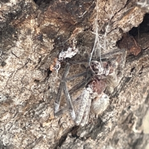 Sparassidae (family) at Forde, ACT - 27 Jan 2023