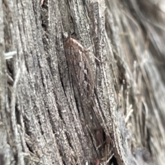 Cicadellidae (family) at Forde, ACT - 27 Jan 2023 11:12 AM