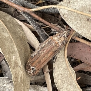 Clania lewinii & similar Casemoths at Forde, ACT - 27 Jan 2023