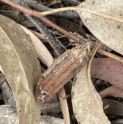 Clania lewinii (Lewin's case moth) at Mulligans Flat - 27 Jan 2023 by Hejor1