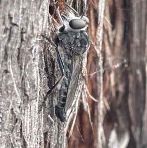 Cerdistus sp. (genus) at Forde, ACT - 27 Jan 2023