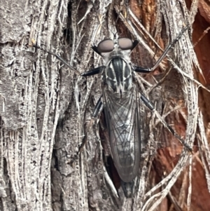 Cerdistus sp. (genus) at Forde, ACT - 27 Jan 2023