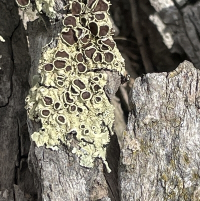 Parmeliaceae (family) (A lichen family) at Mulligans Flat - 27 Jan 2023 by Hejor1