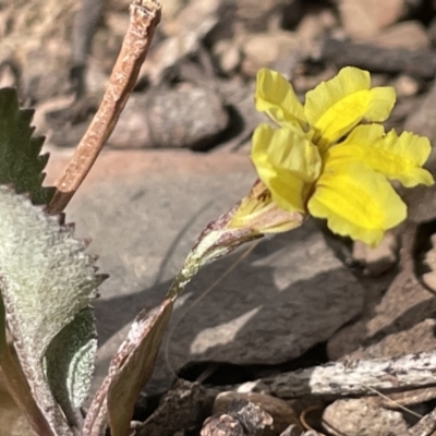 Goodenia hederacea (Ivy Goodenia) at Forde, ACT - 27 Jan 2023 by Hejor1