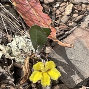 Goodenia hederacea at Forde, ACT - 27 Jan 2023 11:18 AM