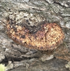 Hexagonia vesparia (Wasp Nest Polypore) at Mulligans Flat - 27 Jan 2023 by Hejor1