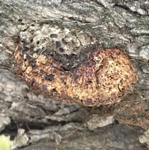 Hexagonia vesparia at Forde, ACT - 27 Jan 2023