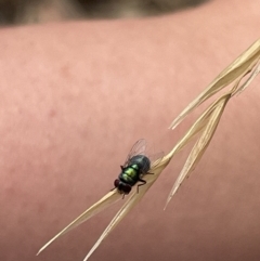 Chrysomya sp. (genus) (A green/blue blowfly) at Forde, ACT - 27 Jan 2023 by Hejor1