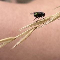 Chrysomya sp. (genus) at Forde, ACT - 27 Jan 2023 11:27 AM