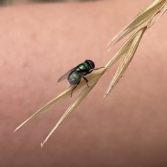 Chrysomya sp. (genus) at Forde, ACT - 27 Jan 2023 11:27 AM