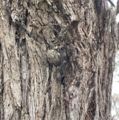 Opodiphthera (genus) at Forde, ACT - 27 Jan 2023 11:33 AM