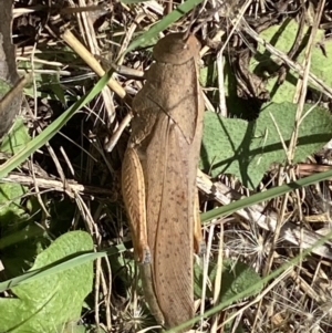 Goniaea carinata at Numeralla, NSW - 28 Jan 2023