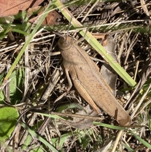 Goniaea carinata at Numeralla, NSW - 28 Jan 2023