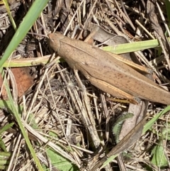 Goniaea carinata at Numeralla, NSW - suppressed