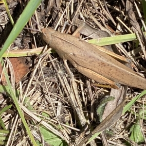 Goniaea carinata at Numeralla, NSW - 28 Jan 2023