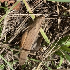 Goniaea carinata at Numeralla, NSW - 28 Jan 2023