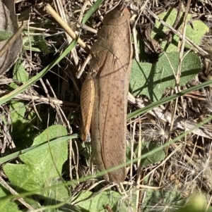 Goniaea carinata at Numeralla, NSW - 28 Jan 2023