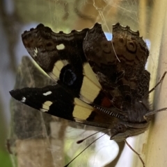 Vanessa itea at Numeralla, NSW - 28 Jan 2023