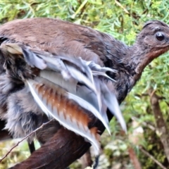 Menura novaehollandiae (Superb Lyrebird) at Cotter River, ACT - 22 Jan 2023 by MattWhite2906