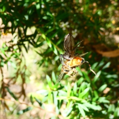 Opisthoncus sp. (genus) (Unidentified Opisthoncus jumping spider) at Flea Bog Flat to Emu Creek Corridor - 27 Jan 2023 by JohnGiacon