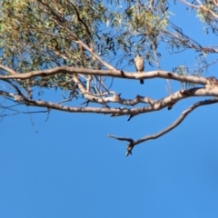 Tachyspiza cirrocephala (Collared Sparrowhawk) at Mundarlo, NSW - 19 Jan 2023 by Darcy