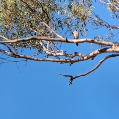 Tachyspiza cirrocephala (Collared Sparrowhawk) at Mundarlo, NSW - 19 Jan 2023 by Darcy