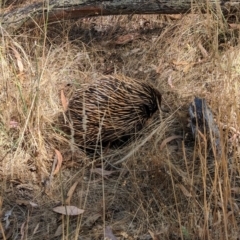 Tachyglossus aculeatus (Short-beaked Echidna) at Jindera, NSW - 27 Jan 2023 by Darcy