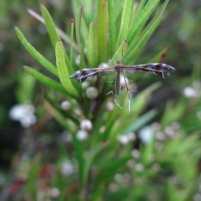 Sinpunctiptilia emissalis (Speedwell Pterror) at Acton, ACT - 4 Jan 2023 by Miranda