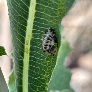 Orcus sp. (genus) at Kambah, ACT - 28 Jan 2023