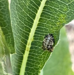 Orcus sp. (genus) at Kambah, ACT - 28 Jan 2023