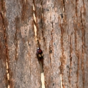 Sphallomorpha ruficollis at Kambah, ACT - 28 Jan 2023