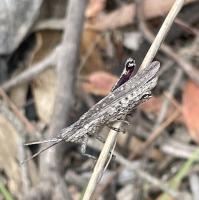 Coryphistes ruricola (Bark-mimicking Grasshopper) at Mulligans Flat - 27 Jan 2023 by Hejor1