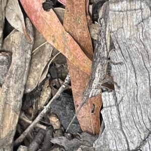 Coryphistes ruricola at Forde, ACT - 27 Jan 2023