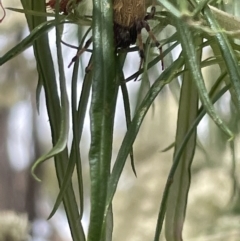 Araneus hamiltoni (Hamilton's Orb Weaver) at Mulligans Flat - 27 Jan 2023 by Hejor1