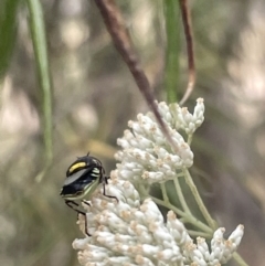 Odontomyia hunteri (Soldier fly) at Mulligans Flat - 27 Jan 2023 by Hejor1