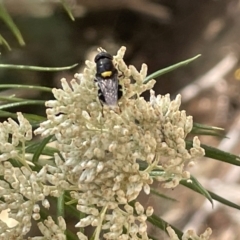 Odontomyia hunteri at Forde, ACT - 27 Jan 2023 12:17 PM