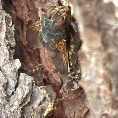 Calliphora sp. (genus) (Unidentified blowfly) at Mulligans Flat - 27 Jan 2023 by Hejor1