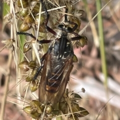 Chrysopogon muelleri (Robber fly) at Forde, ACT - 27 Jan 2023 by Hejor1