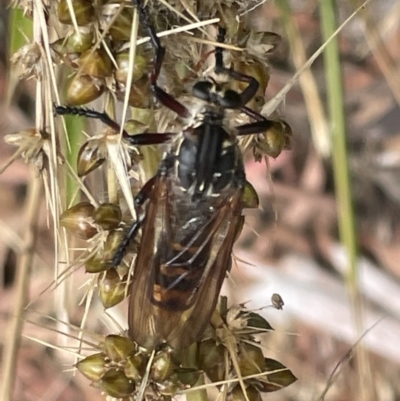 Chrysopogon muelleri (Robber fly) at Forde, ACT - 27 Jan 2023 by Hejor1