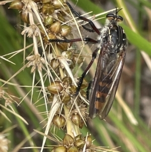 Chrysopogon muelleri at Forde, ACT - 27 Jan 2023