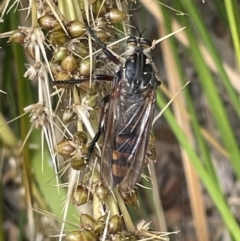 Chrysopogon muelleri at Forde, ACT - 27 Jan 2023