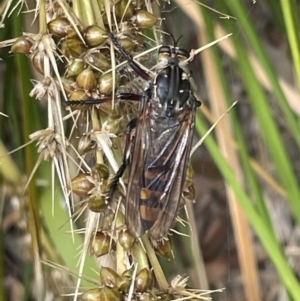 Chrysopogon muelleri at Forde, ACT - 27 Jan 2023 12:30 PM