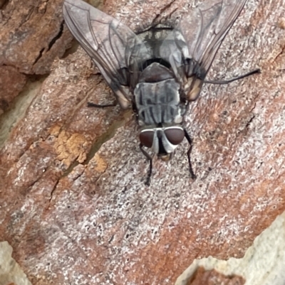 Rutilia sp. (genus) (A Rutilia bristle fly, subgenus unknown) at Forde, ACT - 27 Jan 2023 by Hejor1