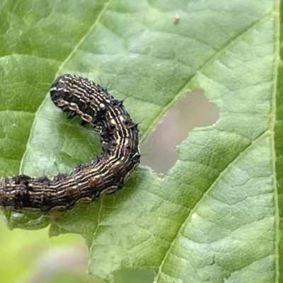 Helicoverpa armigera (Cotton bollworm, Corn earworm) at Forde, ACT - 27 Jan 2023 by Hejor1