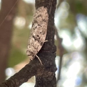 Philobota philostaura at Ainslie, ACT - 27 Jan 2023 04:20 PM