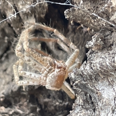 Sparassidae (family) (A Huntsman Spider) at Forde, ACT - 27 Jan 2023 by Hejor1