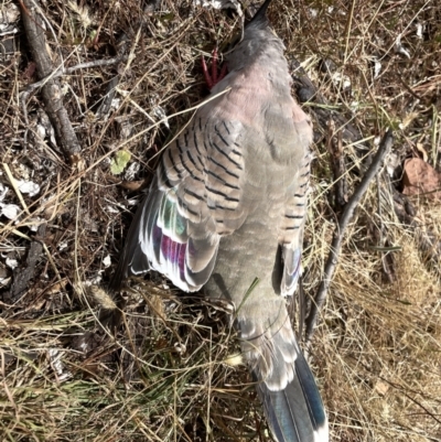 Ocyphaps lophotes (Crested Pigeon) at Mulligans Flat - 27 Jan 2023 by Hejor1